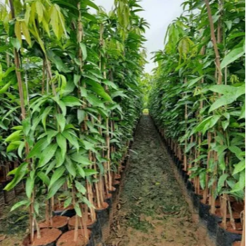 Empowering Farmers: How VidharbhaFarms' Plant 11 Transforms Agricultural Practices