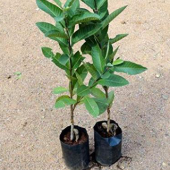 Transforming Farms: How Vidharbha's Plant-14 is Revolutionizing Agriculture