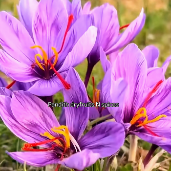The Golden Spice: How Saffron Transforms Lives