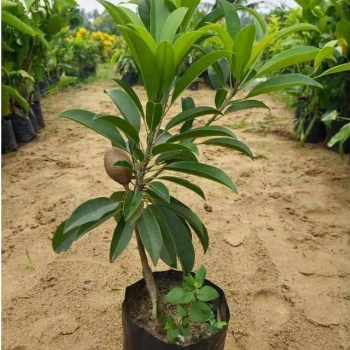 Empowering Vidarbha's Farmers: Nurturing Growth with Plant-20