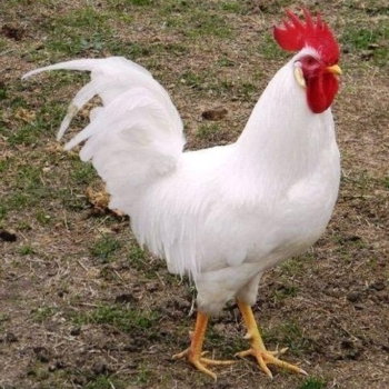 The Heartwarming Journey to Healthier Living with Cockerel Chicken Meat