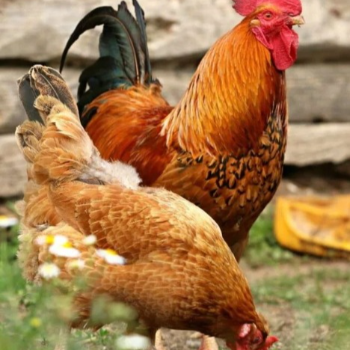 Rediscovering Health and Tradition with Country Chicken
