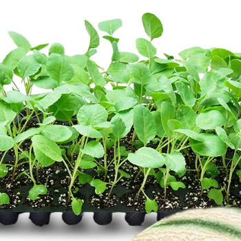 Empowering Indian Farmers: The Journey of Vidarbha Farms Agro Producer Company Ltd.