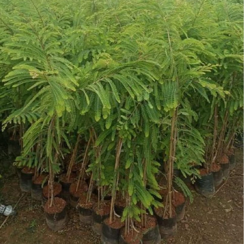 Thriving Together: How Vidharbha Farms Empowers Indian Farmers
