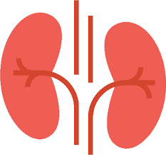 Reviving Health from Home: The Story of Meera and the Kidney Function Test | Pathology Lab