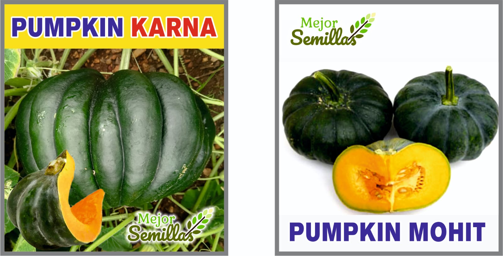 Harvesting Dreams: How F1 Pumpkin Karna Mohit Transforms Farming in India