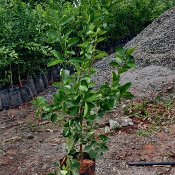 Nurturing Dreams: How Vidharbha Farms Empowers Indian Farmers