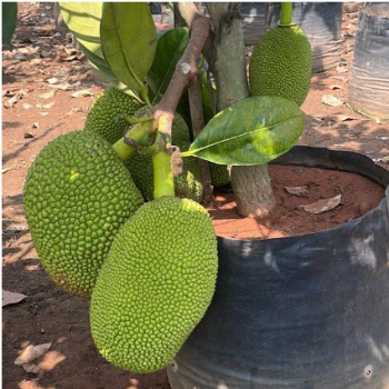 Transforming Urban Spaces: The Power of Big Plants in Indian Homes | KGN NURSERY | Badlapur Katai Road Nevali Naka Kalyan Road Nevali Naka Kalyan