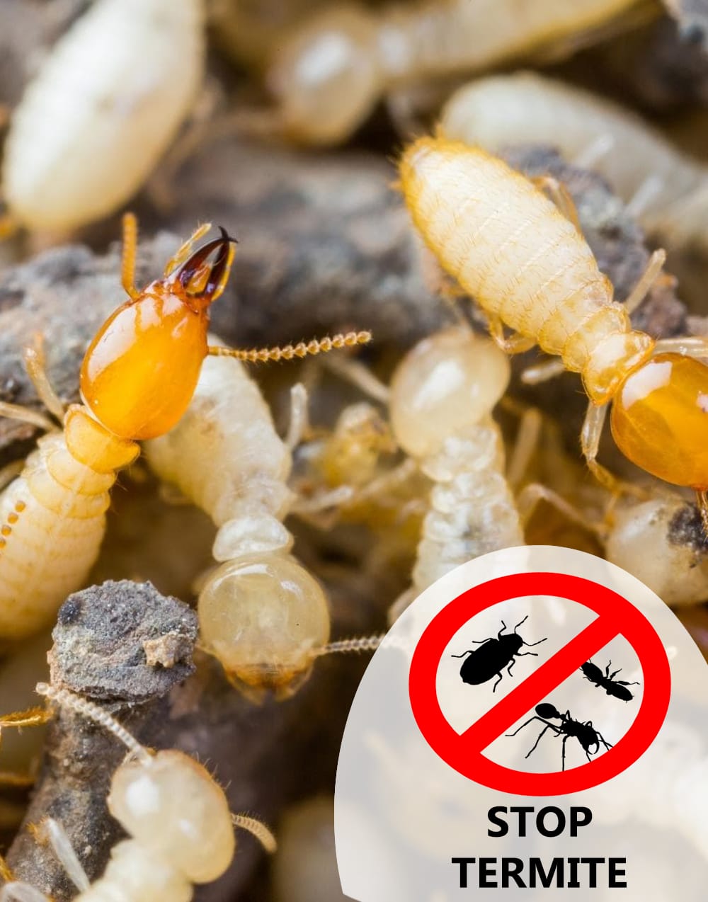 Protecting Your Home: Anjali's Journey to a Termite-Free Life | Greater pest control