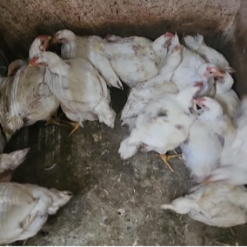 The Secret to Perfect Family Meals: Vencobb's Fresh Live Chicken