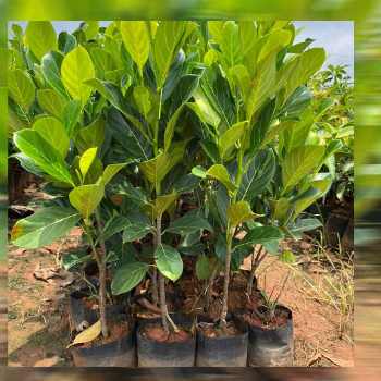 Cultivating Prosperity: How VidharbhaFarms' Plant-16 is Revolutionizing Indian Agriculture