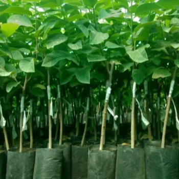 Empowering Farmers: How Vidarbha Agro's Plant 13 Revolutionizes Crop Yield