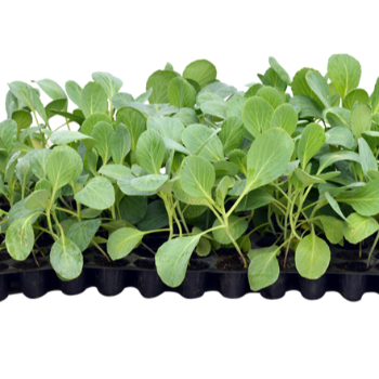 Empowering Indian Farmers: How Innovative Plant Solutions Transformed Rohit's Yield