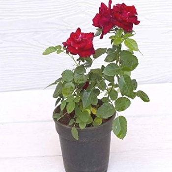 Embracing Serenity: How Red Rose Plants Transform Lives | KGN NURSERY | Badlapur Katai Road Nevali Naka Kalyan Road Nevali Naka Kalyan