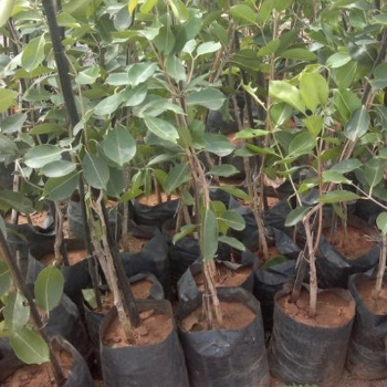 Empowering Farmers: How Plant-17 Transforms Vidarbha Agriculture