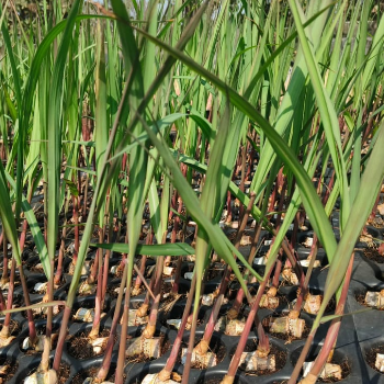Nurturing Prosperity: How Sugarcane Plants Can Transform Farming Futures