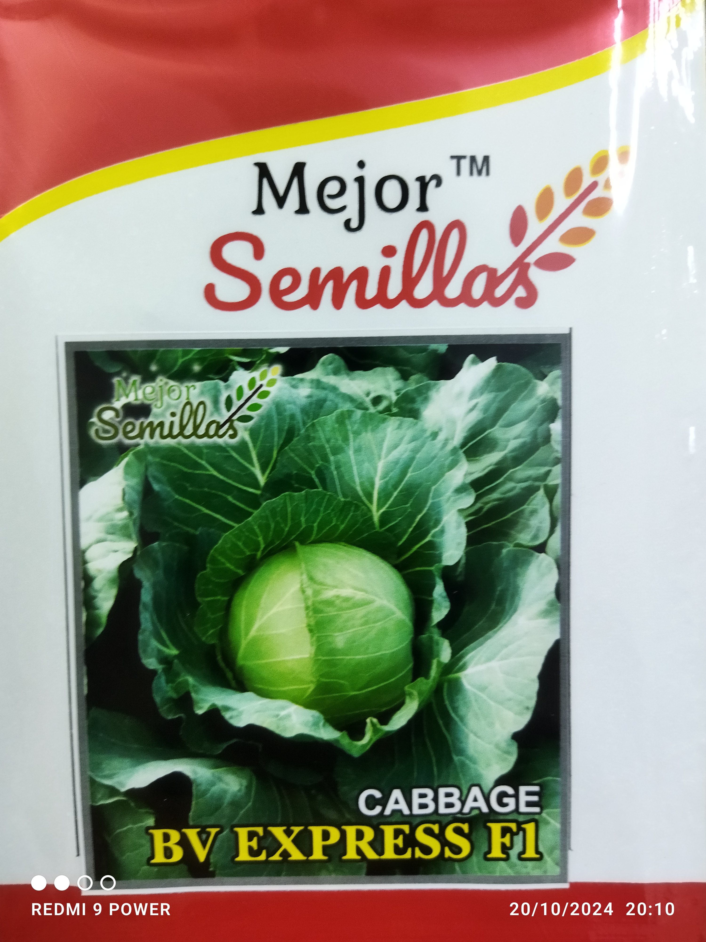 Transforming Farming Lives: How Cabbage BV Express F1 is Changing the Game | MEJOR SEMILLAS PVT LTD
