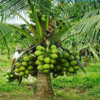Empowering Indian Farmers: A Green Revolution with Vidharbha Farms Agro | VIDHARBHAFARMS AGRO PRODUCER COMPANY LTD