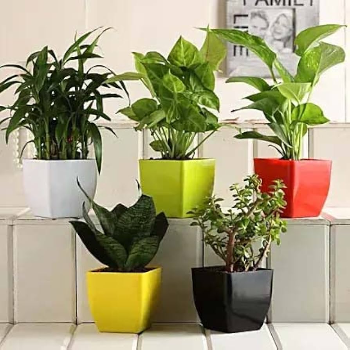 Transform Your Space with Designer Plastic Plant Pots: A Journey to a Greener Home | CALCUTTA TIRPAL TRADERS NX