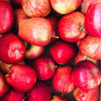 The Sweet Solution: How Halari Apples Transformed Maya’s Life | HALARI FRUIT CENTRE