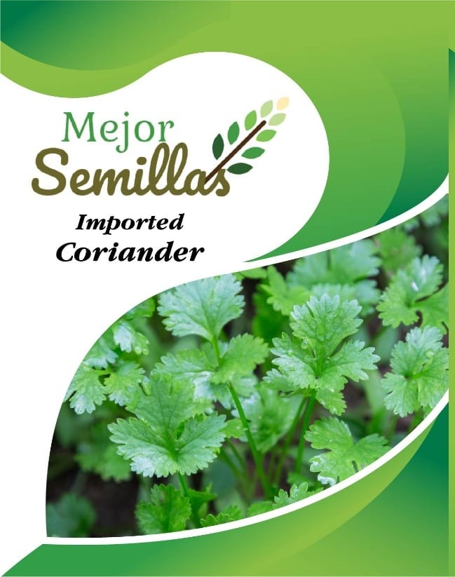 Transforming Your Culinary Experience with Coriander Sourav: A Gardener's Delight | MEJOR SEMILLAS PVT LTD