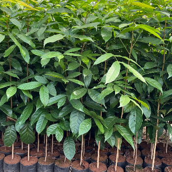 Empowering Farmers: How VidharbhaFarms' Plant-21 is Revolutionizing Agriculture | VIDHARBHAFARMS AGRO PRODUCER COMPANY LTD