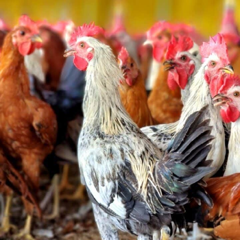 A Journey to Fresher Choices: How Sonali Chicken Revolutionizes Your Kitchen | GOPI CHICKEN SHOP