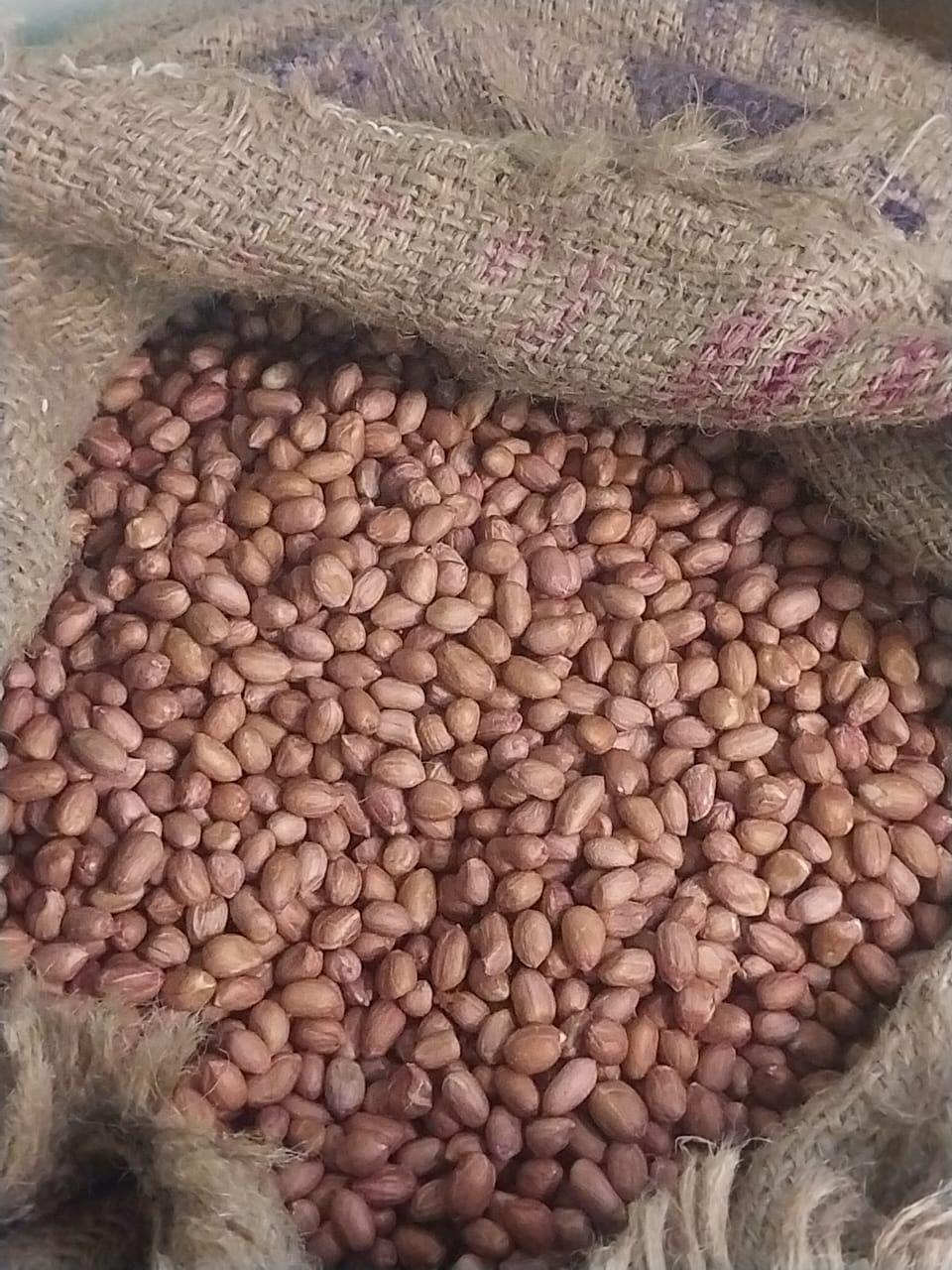 Empowering Farmers: The Groundnut Seed Revolution | B SHIVRI ENTERPRISES
