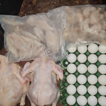 Savor the Freshness: How Vencobb Chicken Solves Meera's Mealtime Dilemma | VSN VENCOBB CHICKEN CENTER