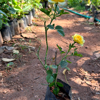 Empowering Farmers: How VidharbhaFarms' Plant 25 Transforms Agriculture | VIDHARBHAFARMS AGRO PRODUCER COMPANY LTD