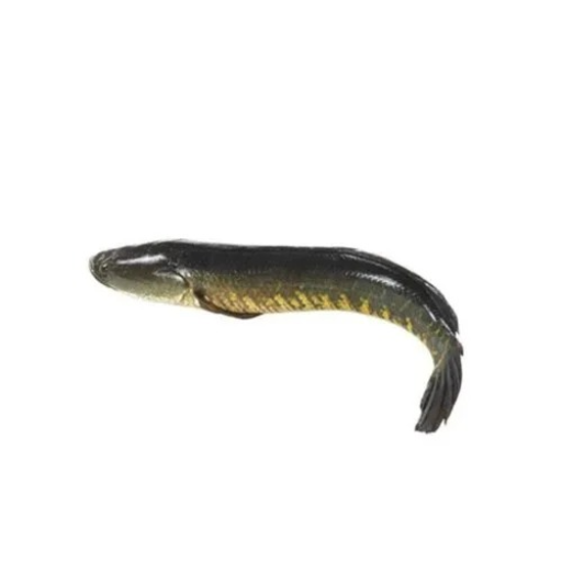 Discover the Secret to Freshness with Korameenu Fish | BJS FISH COMPNY