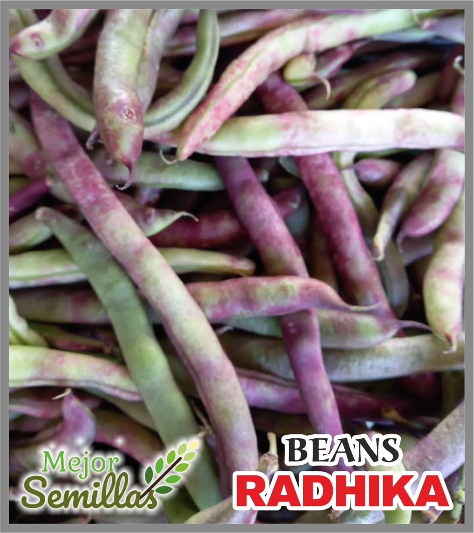 From Farm to Table: How Purple Pole Beans Transformed Radhika's Kitchen Garden | MEJOR SEMILLAS PVT LTD