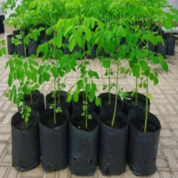 Transforming Farming with Plant-9: A Game Changer for Vidarbha’s Farmers | VIDHARBHAFARMS AGRO PRODUCER COMPANY LTD