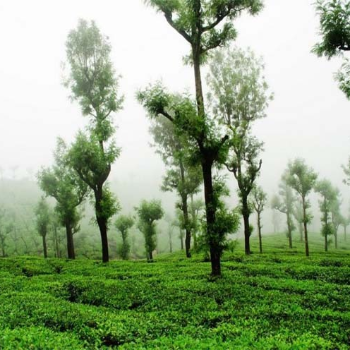 Discover Yercaud: A Journey of Rejuvenation with Palani Andavar Travels | SRI PALANI ANDAVAR TRAVELS