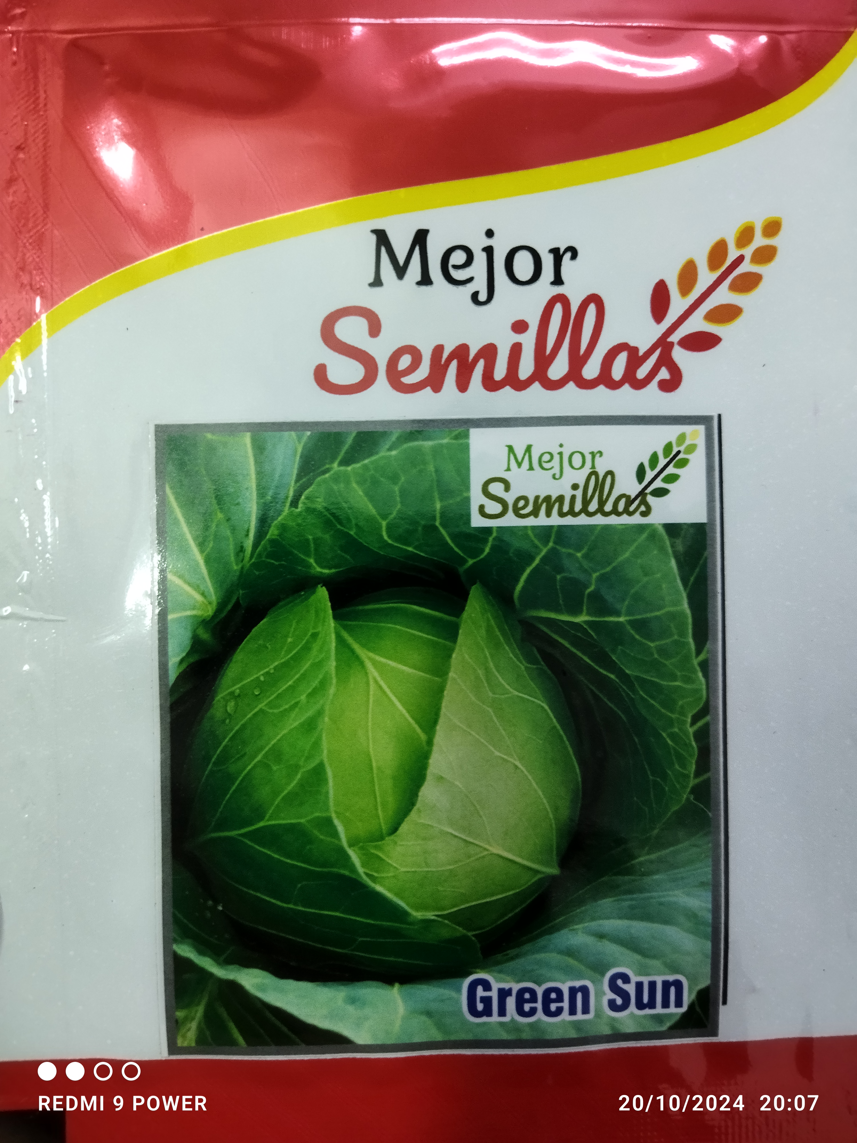 Cultivating Success: How Cabbage Green Sun F1 Transforms Farming for Indian Growers | MEJOR SEMILLAS PVT LTD