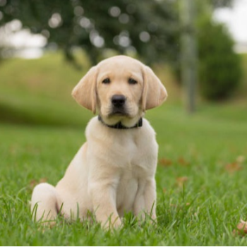 Bringing Joy Home: How a Labrador Transformed Arjun's Life | PUDUVAI PETS AQUATIC