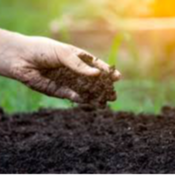 Empowering Indian Farmers: Transforming Lives with Sustainable Plant Solutions | VIDHARBHAFARMS AGRO PRODUCER COMPANY LTD