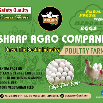 Nourishing Health: The Herbal Eggs Revolution in Indian Kitchens | SHARP AGRO COMPANIES