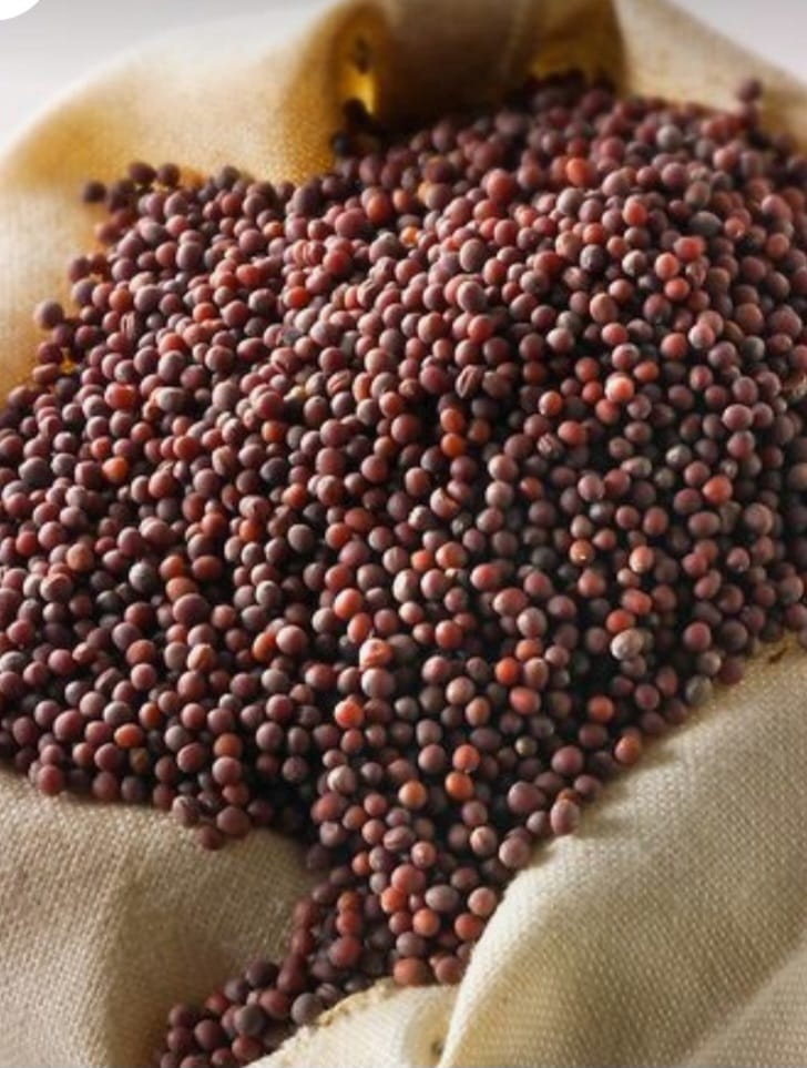 Transforming Farms with Quality Sarso Seeds: A Farmer’s Journey to Prosperity | B SHIVRI ENTERPRISES