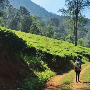 Escape to Serenity: The Perfect Hill Station Retreat for Busy Professionals | SRI PALANI ANDAVAR TRAVELS