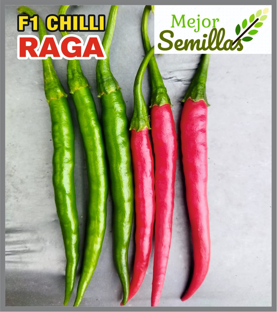 Spicing Up Success: How Chilli Raga F1 Transforms Indian Farms | MEJOR SEMILLAS PVT LTD