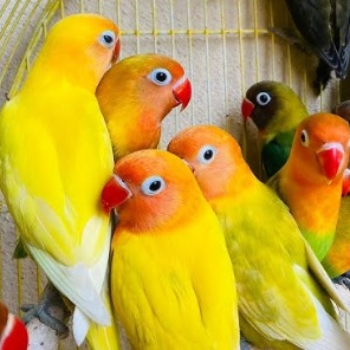 The Joy of African Love Birds: A Delightful Companion for Every Home | PUDUVAI PETS AQUATIC