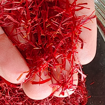 The Golden Spice: Transforming Lives with Pure Kashmiri Saffron | SAJJAD AHMED PANDIT