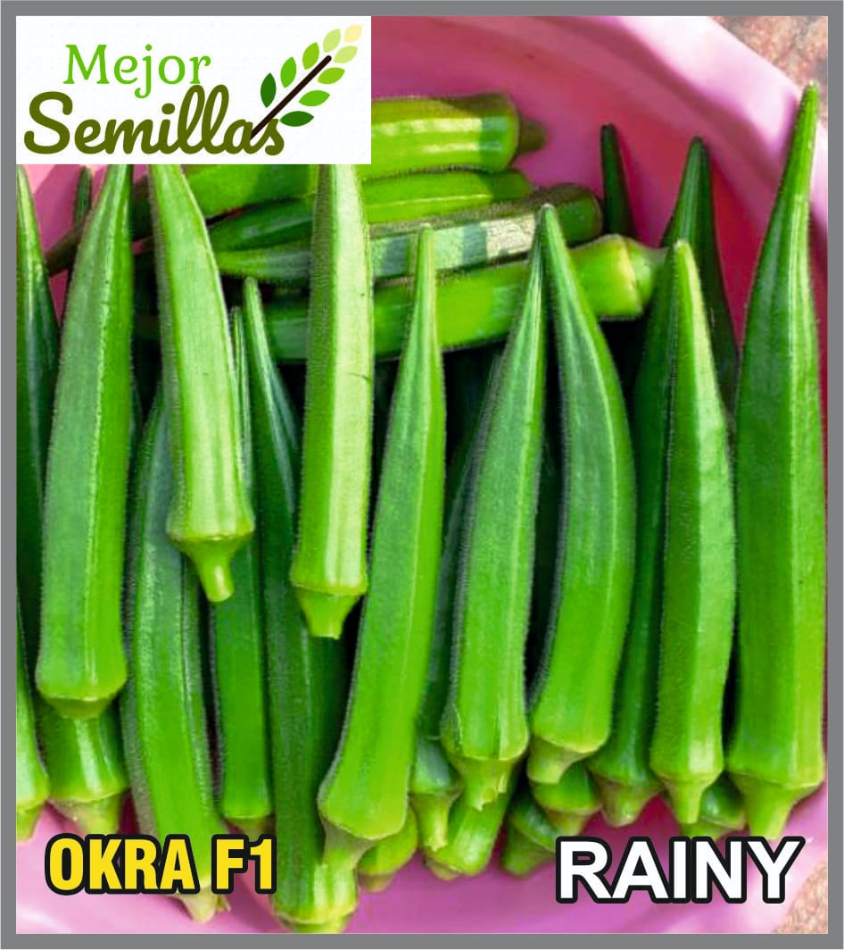 Cultivating Success: How Okra Bindi Rainy F1 Transforms Farming for Indian Agriculturists | MEJOR SEMILLAS PVT LTD