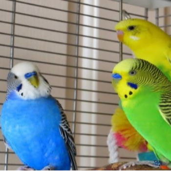 Discovering the Joy of Budgies: A Guide to Happy Parakeet Parenting | PUDUVAI PETS AQUATIC