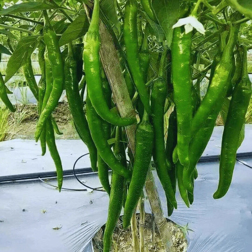 Spicing Up Business Success: How Chilli Wholesalers Transform Retail Dynamics | SAM AND CO WHOLESALE AND RETAIL SHOP