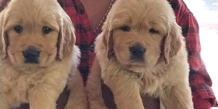 Banner MOHANS PET STORE