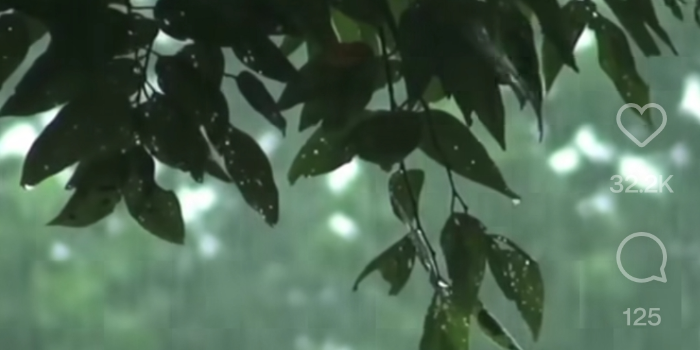 Banner JUNGLE AYURVEDA