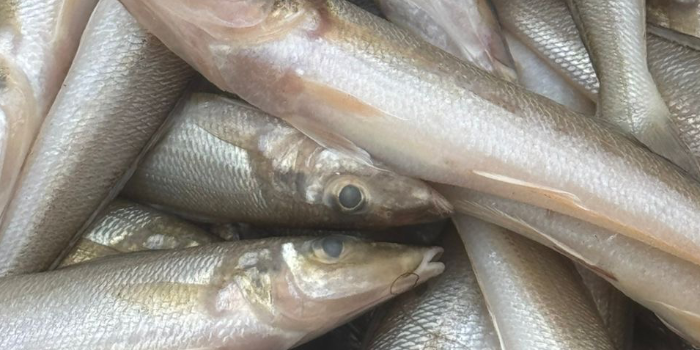 Banner DAILY FRESH MACCHI