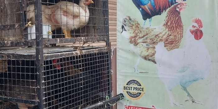 Banner JUNE MIRAJKAR CHICKEN CENTER